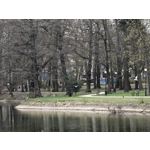 Zdjęcia użytkowników Honor 600 Pro