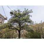 Zdjęcia użytkowników Honor 600 Pro