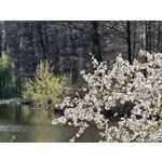 Zdjęcia użytkowników Honor 600 Pro