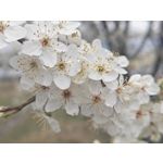 Zdjęcia użytkowników Honor 600 Pro