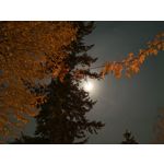 ZDJĘCIA Z TEGO TELEFONU