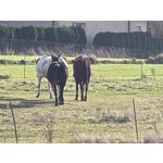 Zdjęcia użytkowników Honor Magic V5