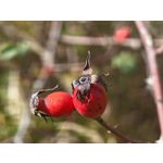 Zdjęcia użytkowników Honor Magic V5