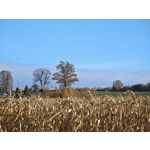 Zdjęcia użytkowników Honor Magic V5