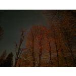 Zdjęcia użytkowników Honor Magic V5