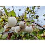 Zdjęcia użytkowników Honor Magic V5