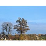 Zdjęcia użytkowników Honor Magic V5