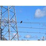 Zdjęcia użytkowników Honor Magic V5