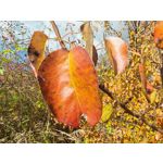 Zdjęcia użytkowników Honor Magic V5