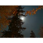 Zdjęcia użytkowników Honor Magic V5