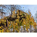 Zdjęcia użytkowników Honor Magic V5