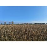 Zdjęcia użytkowników Honor Magic V5