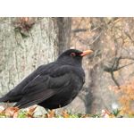 Zdjęcia użytkowników Honor Magic V5