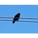 Zdjęcia użytkowników Honor Magic V5