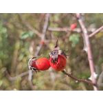 Zdjęcia użytkowników Honor Magic V5