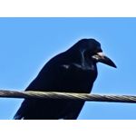 Zdjęcia użytkowników Honor Magic V5