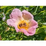 Zdjęcia użytkowników Honor Magic6 Pro