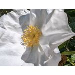 Zdjęcia użytkowników Honor Magic6 Pro