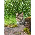 Zdjęcia użytkowników Honor Magic6 Pro