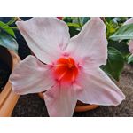 Zdjęcia użytkowników Honor Magic6 Pro