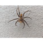 Zdjęcia użytkowników Honor Magic6 Pro