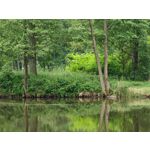 Zdjęcia użytkowników Honor Magic6 Pro