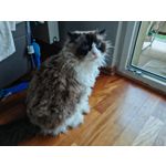 Zdjęcia użytkowników Honor Magic6 Pro