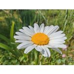 Zdjęcia użytkowników Honor Magic6 Pro