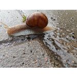 Zdjęcia użytkowników Honor Magic6 Pro