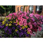 Zdjęcia użytkowników Honor Magic6 Pro