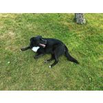 Zdjęcia użytkowników Honor Magic6 Pro