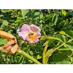 Zdjęcia użytkowników Honor Magic6 Pro