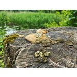 Zdjęcia użytkowników Honor Magic6 Pro