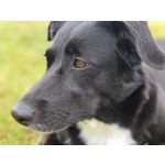 Zdjęcia użytkowników Honor Magic6 Pro