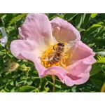 Zdjęcia użytkowników Honor Magic6 Pro