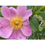 Zdjęcia użytkowników Honor Magic6 Pro