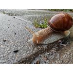 Zdjęcia użytkowników Honor Magic6 Pro