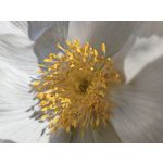 Zdjęcia użytkowników Honor Magic6 Pro