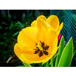 Zdjęcia użytkowników Honor Magic6 Pro