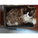 Zdjęcia użytkowników Honor Magic6 Pro