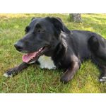 Zdjęcia użytkowników Honor Magic6 Pro