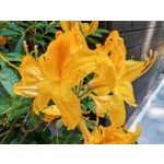 Zdjęcia użytkowników Honor Magic6 Pro