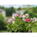 Zdjęcia użytkowników Honor Magic6 Pro