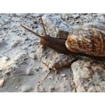 Zdjęcia użytkowników Honor Magic6 Pro