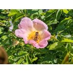 Zdjęcia użytkowników Honor Magic6 Pro