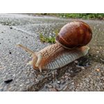 Zdjęcia użytkowników Honor Magic6 Pro