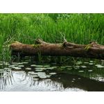 Zdjęcia użytkowników Honor Magic6 Pro