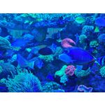 Zdjęcia użytkowników Honor Magic6 Pro