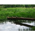 Zdjęcia użytkowników Honor Magic6 Pro