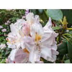 Zdjęcia użytkowników Honor Magic6 Pro